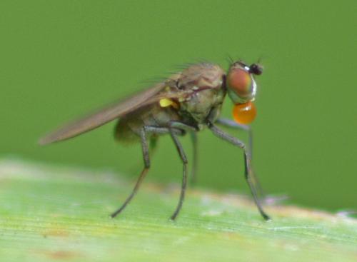 Hydrellia griseola